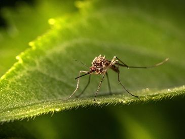 De las 3 mil 500 especies conocidas de mosquitos, alrededor de 100 han evolucionado para atacar específicamente a los humanos. Unsplash