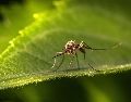 De las 3 mil 500 especies conocidas de mosquitos, alrededor de 100 han evolucionado para atacar específicamente a los humanos. Unsplash