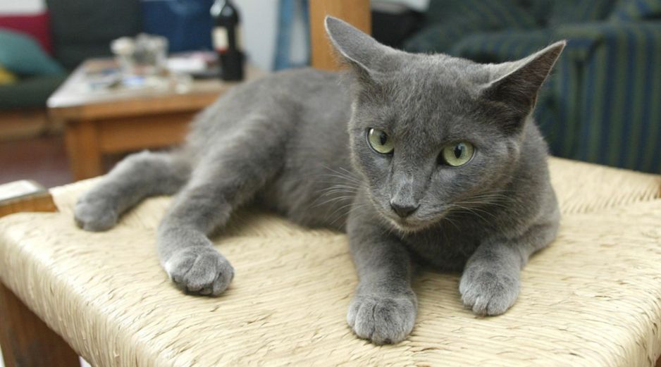 La creencia popular ha atribuido históricamente rasgos específicos a ciertos colores del pelaje de un gato. EL INFORMADOR/ARCHIVO