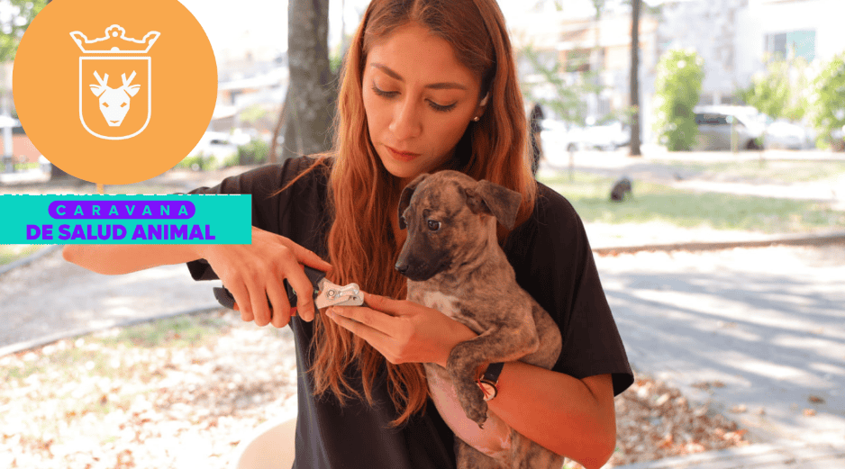 Vacunar a una mascota no solo mejora su calidad de vida, sino que también te permite disfrutar de su compañía por mucho más tiempo. ESPECIAL/ Gobierno de Zapopan
