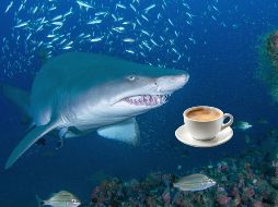 La contaminación humana ha llegado a aguas de Bahamas e ingresado en los organismos vivos. EFE / ARCHIVO