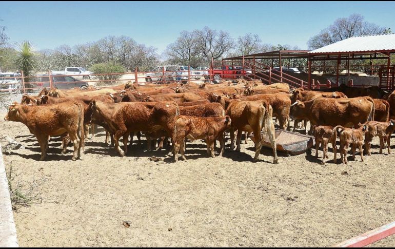 Jilotlán de los Dolores concentra la mayor carga de animales enfermos, con nueve casos activos y 11 acumulados. ESPECIAL