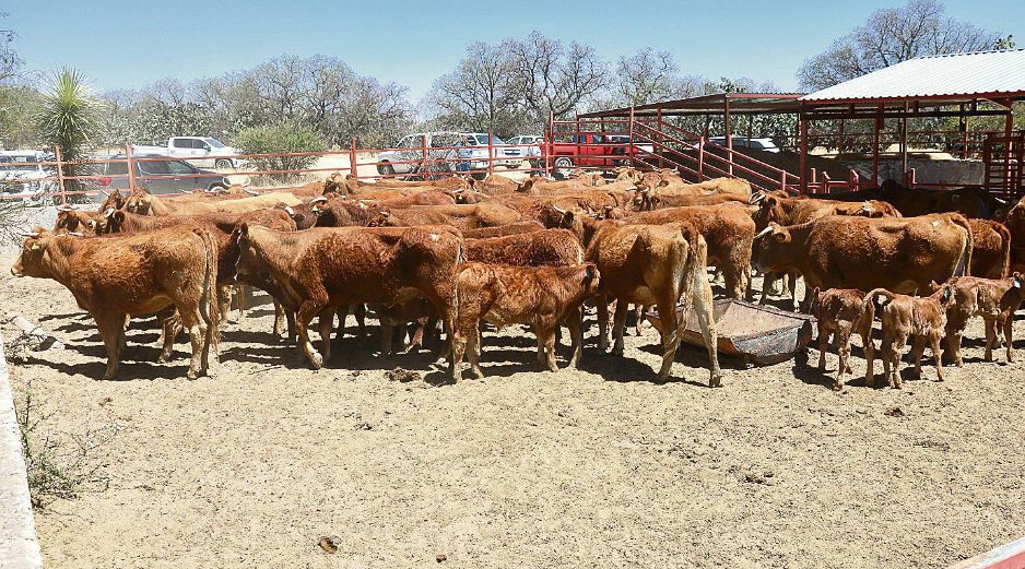 Jilotlán de los Dolores concentra la mayor carga de animales enfermos, con nueve casos activos y 11 acumulados. ESPECIAL