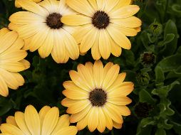 Esta costumbre es un fenómeno de la cultura pop derivado del éxito musical 