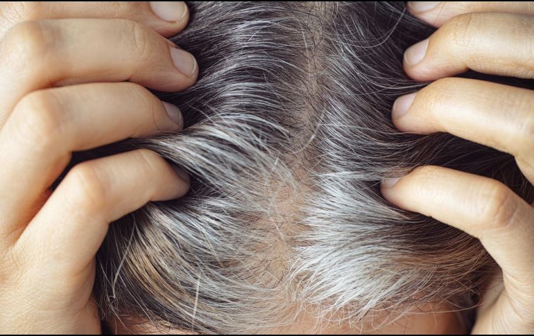 Las canas blancas son las más comunes y aparecen cuando el cabello ha perdido toda la melanina y la acumulación de aire en la fibra capilar. ESPECIAL / CANVA