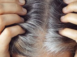 Las canas blancas son las más comunes y aparecen cuando el cabello ha perdido toda la melanina y la acumulación de aire en la fibra capilar. ESPECIAL / CANVA