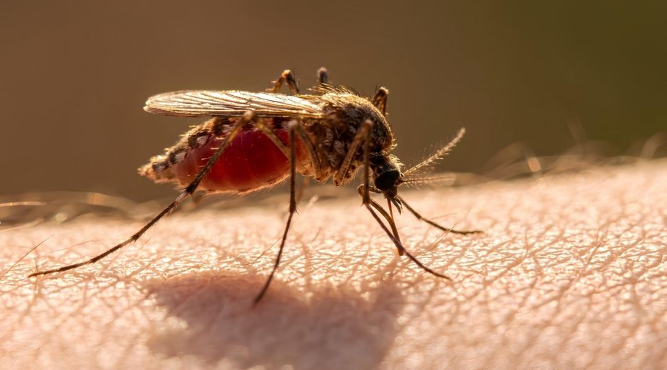 El dengue es una enfermedad viral que transmiten dos especies de mosquitos y puede provocar fiebre, erupciones cutáneas y síntomas potencialmente mortales, como hemorragias. ESPECIAL / CANVA