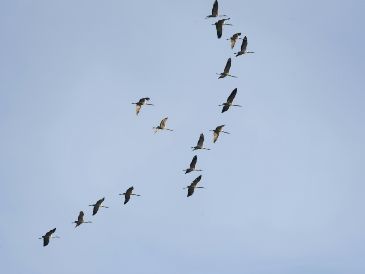 SEO/BirdLife ha anticipado que durante estos días va a centrar su trabajo en el seguimiento y mejora de las resoluciones relacionadas con algunas de las principales amenazas para las aves migratorias. Unsplash