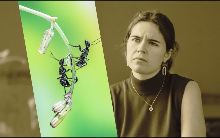 La presencia de estos bichos en casa puede ser un indicador positivo para la energía de tu hogar. UNSPLASH / A. Qourti / D. Bek