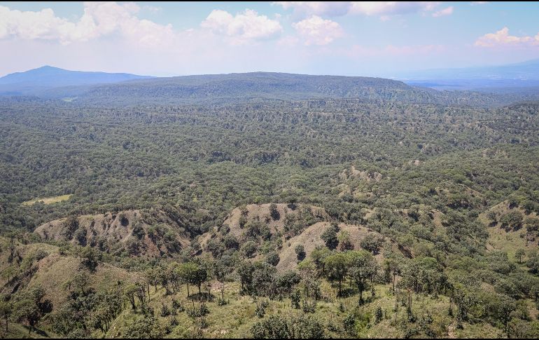El Bosque La Primavera fue decretado como Área Natural Protegida hace 46 años. EL INFORMADOR / ARCHIVO