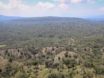 El Bosque La Primavera fue decretado como Área Natural Protegida hace 46 años. EL INFORMADOR / ARCHIVO