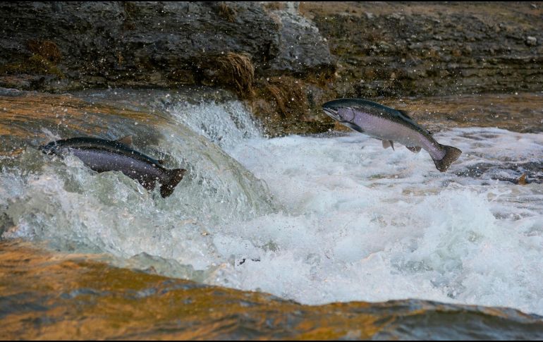 Ese hecho amenaza ecosistemas, la pesca y la vida de cientos de millones de personas. UNSPLASH / BRANDON