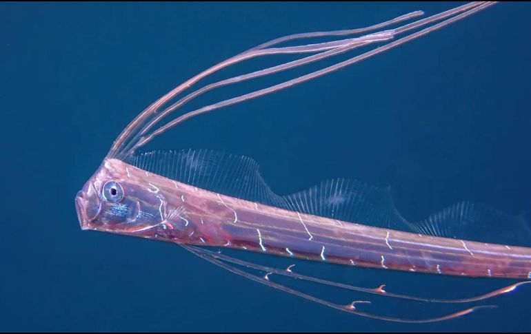 El Florida Museum of Natural History, los encuentros con peces remo vivos son 