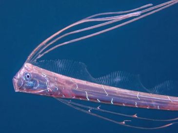 El Florida Museum of Natural History, los encuentros con peces remo vivos son "muy raros". ESPECIAL/NATIONAL GEOGRAPHIC
