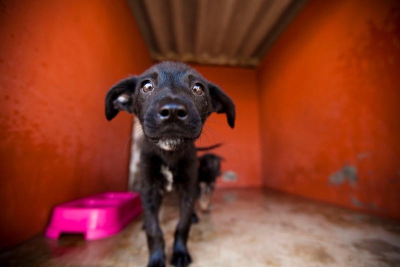 Luisa Ledesma comentó que su propuesta no busca castigar, sino prevenir. EL INFORMADOR / ARCHIVO&nbsp;