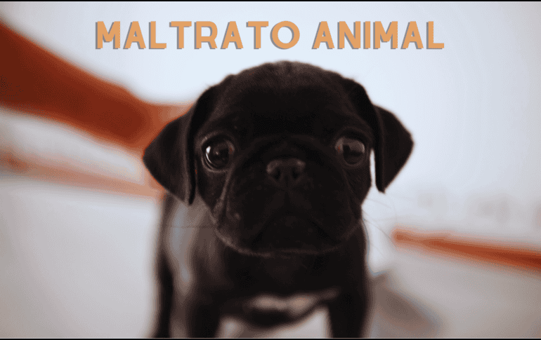 Se estima que siete de cada 10 animales domésticos en México son víctimas de alguna forma de maltrato. EL INFORMDOR / ARCHIVO