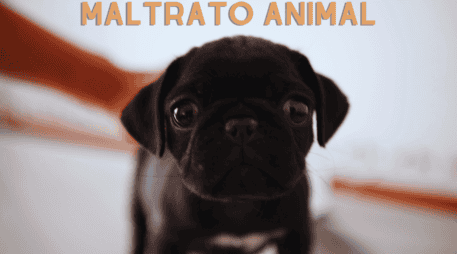 Se estima que siete de cada 10 animales domésticos en México son víctimas de alguna forma de maltrato. EL INFORMDOR / ARCHIVO