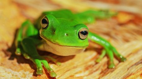 Según datos de Inabio, Ecuador es uno de los 20 países más biodiversos del mundo. UNSPLASH / D. CLODE