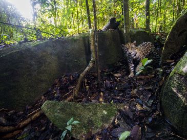 Con la presencia del jaguar en este estado mexicano se completó el sexteto de felinos presentes en el país. EFE/ARCHIVO