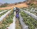 Los precios de la urea, componente principal de los fertilizantes, están cerca de verse impactados por la guerra. SUN/ARCHIVO