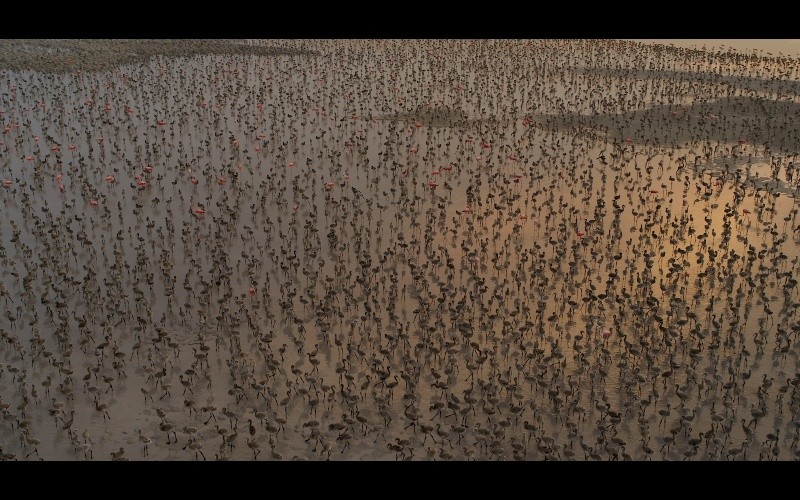 Flamingos: La vida después del meteorito. ESPECIAL/PIMIENTA FILMS.&nbsp;