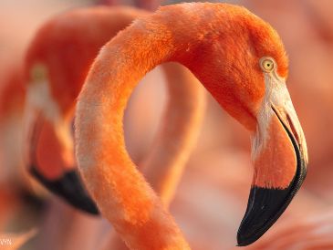 "Flamingos: La vida después del meteorito" ya se encuentra en la cartelera de cine tapatía. ESPECIAL/PIMIENTA FILMS.
