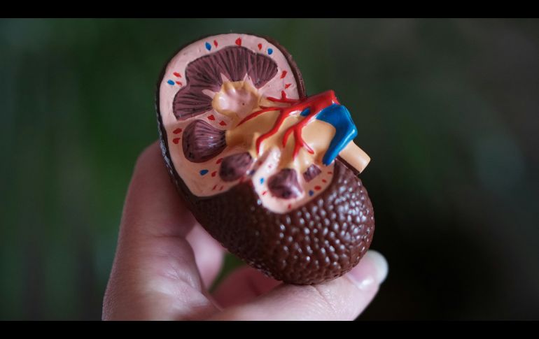 Las personas mayores de 50 años con antecedentes familiares de enfermedad renal son más propensas en padecerlo. UNSPLASH / R. WEERMEIJER