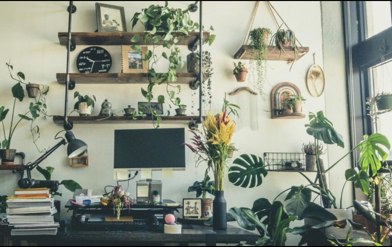 La transpiración de las plantas puede ayudar a equilibrar el microclima de una habitación. UNSPLASH / I. MANI