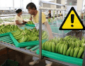 Las problemáticas colocan al sector platanero del sur del país en una situación de crisis devastadora que amenaza con escalar, según denuncian productores locales de Tabasco y Chiapas. GOBIERNO DE MÉXICO