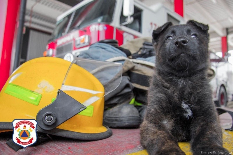 El oficial canino, Capitán, cuando era un cachorro. CORTESÍA/ Protección Civil y Bomberos Zapopan