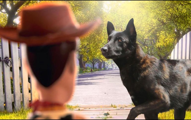 “Tras 10 años a nuestro lado, nuestro oficial canino Capitán ha cruzado el arcoíris, desde donde continuará con su servicio”, escribió el Gobierno de Zapopan en sus redes sociales. CORTESÍA/ Protección Civil y Bomberos Zapopan