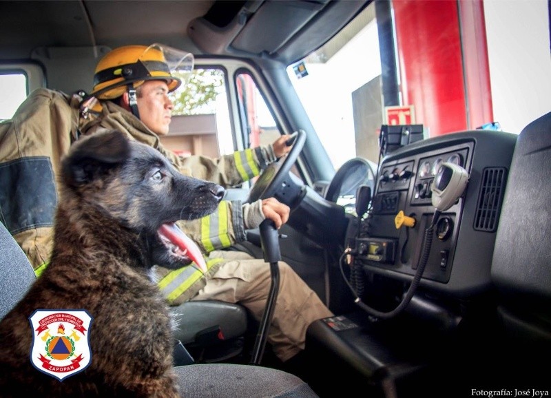 &nbsp;El oficial canino, Capitán. CORTESÍA/ Protección Civil y Bomberos Zapopan