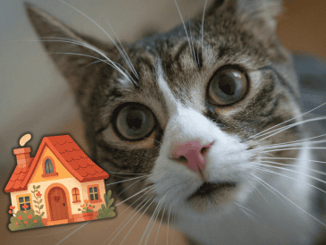 Superar el umbral de las 48 horas sin una visita de control incrementa exponencialmente los peligros de salud. ESPECIAL/Canva