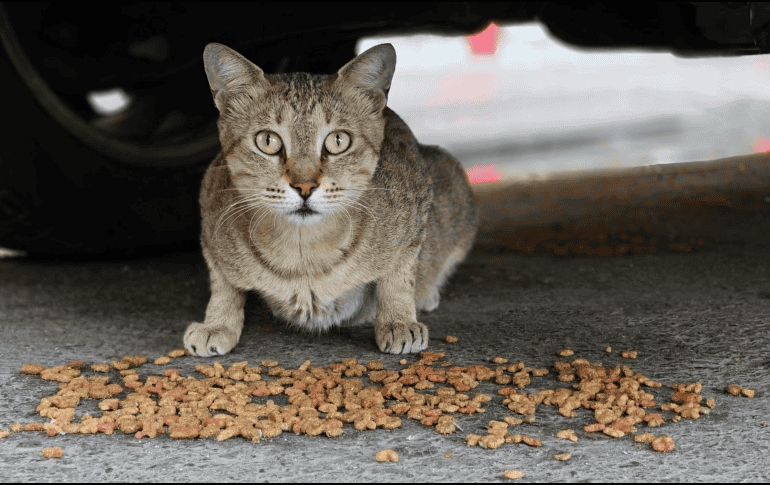 En México, esta problemática es especialmente relevante. Diversas asociaciones han señalado que existe una gran cantidad de perros y gatos viviendo en la vía pública. CANVA