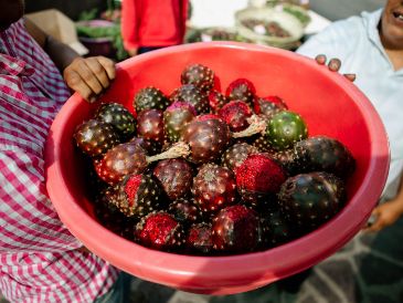 Estados como Jalisco, Oaxaca y Puebla se convierten en los principales protagonistas de su cultivo, recolección y venta a nivel nacional. EL INFORMADOR / ARCHIVO