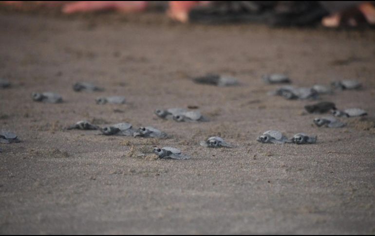 La actividad de desove de tortugas contó, además, con la participación de 291 turistas nacionales y de otras nacionalidades, y jóvenes ambientalistas. CORTESÍA/ Facebook/ Ministerio del Ambiente y de los Recursos Naturales de Nicaragua