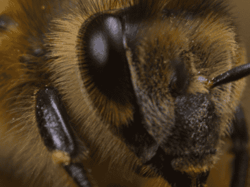 La presencia de abejas cerca del hogar puede reflejar condiciones ambientales favorables y un entorno con adecuada biodiversidad. EFE  / ARCHIVO