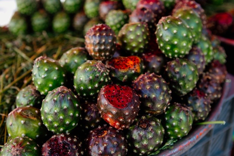 La pitaya crece cubierta de espinas, las cuales se deben retirar con mucho cuidado. EL INFORMADOR / ARCHIVO