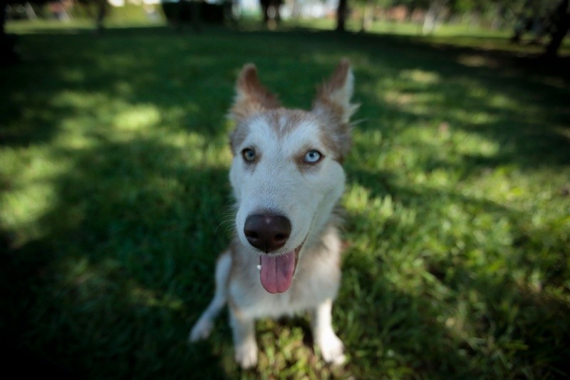 &nbsp;El ruido ensordecedor de los fuegos artificiales, las tormentas eléctricas o incluso el tráfico pesado puede desencadenar un estrés crónico severo en los perros. EL INFORMADOR / ARCHIVO