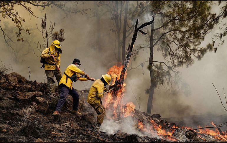 Brigadistas forestales refuerzan labores de prevención y combate durante la temporada crítica de estiaje en diversas regiones del país; Jalisco es actualmente el quinto lugar con más bosques afectados por incendios. ESPECIAL