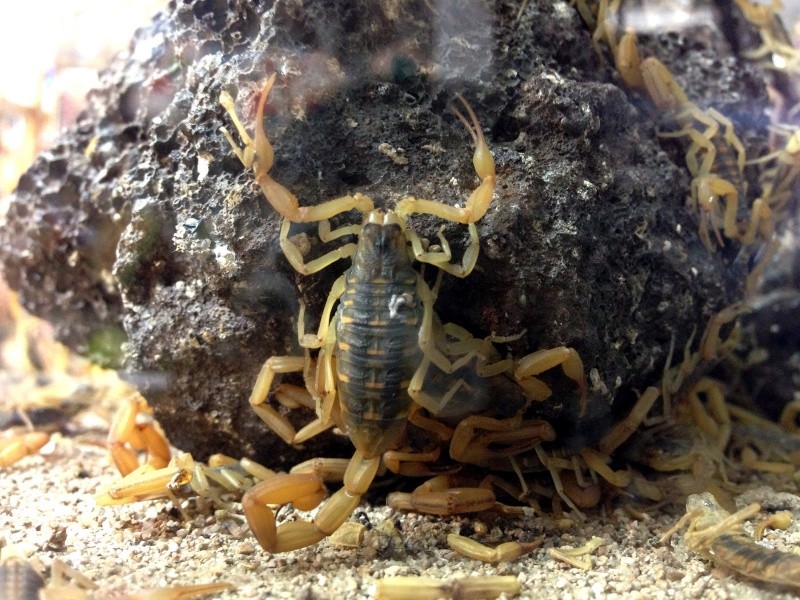 Si a pesar de haber tomado todas las precauciones necesarias tú o un familiar sufren una picadura, mantener la calma es el primer y más importante paso. NTX / ARCHIVO&nbsp;