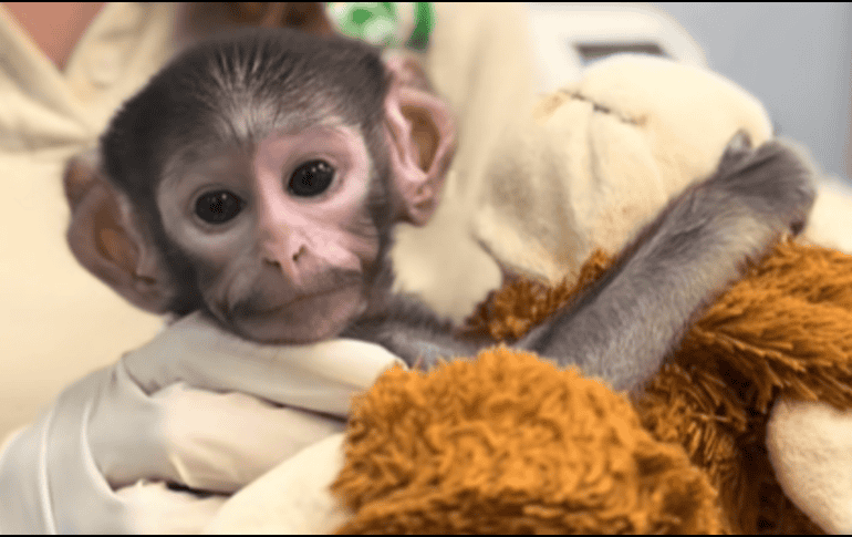 Las cuidadoras de Yuji le colocaron un peluche de changuito color café, muy similar al del mono de siete meses Punch, de Japón. ESPECIAL/ TIK TOK/ Zoológico Guadalajara 🇲🇽