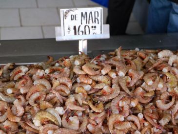 El nodavirus se presentaba en animales marinos, ahora ha pasado a los humanosEL INFORMADOR / ARCHIVO