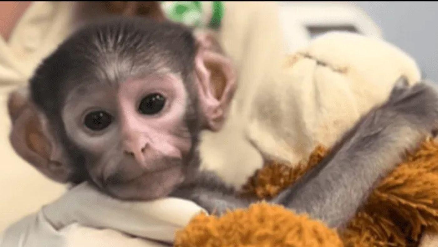 Nace "Punch tapatío", de nombre Yuji en el Zoológico Guadalajara (VIDEO)