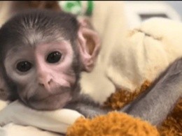 Nace "Punch tapatío", de nombre Yuji en el Zoológico Guadalajara (VIDEO)