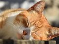Los gatos se relajan tomando el sol, pero también se termorregulan. ESPECIAL/PIXABAY