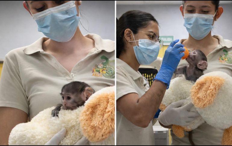 Yuji ha causado sensación en redes sociales debido a que sus cuidadoras le colocaron un peluche de changuito color café, muy similar al del mono de siete meses Punch, de Japón. CORTESÍA/ Zoológico Guadalajara