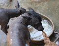 El Xoloitzcuintle experimentó un renacimiento cultural en el siglo XX gracias al movimiento muralista. EFE/S. Gutiérrez