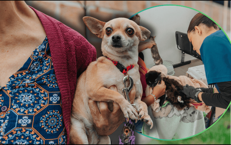 Los beneficios médicos de la esterilización son invaluables para la calidad de vida de los animales domésticos a largo plazo. ESPECIAL/Gobierno de Guadalajara