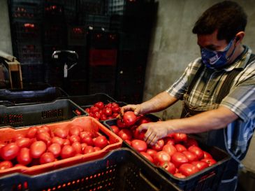 El mayor incremento en el precio del jitomate se observó en el medio mayoreo, con un 37.3% de subida en la Ciudad de México. EL INFORMADOR/ARCHIVO